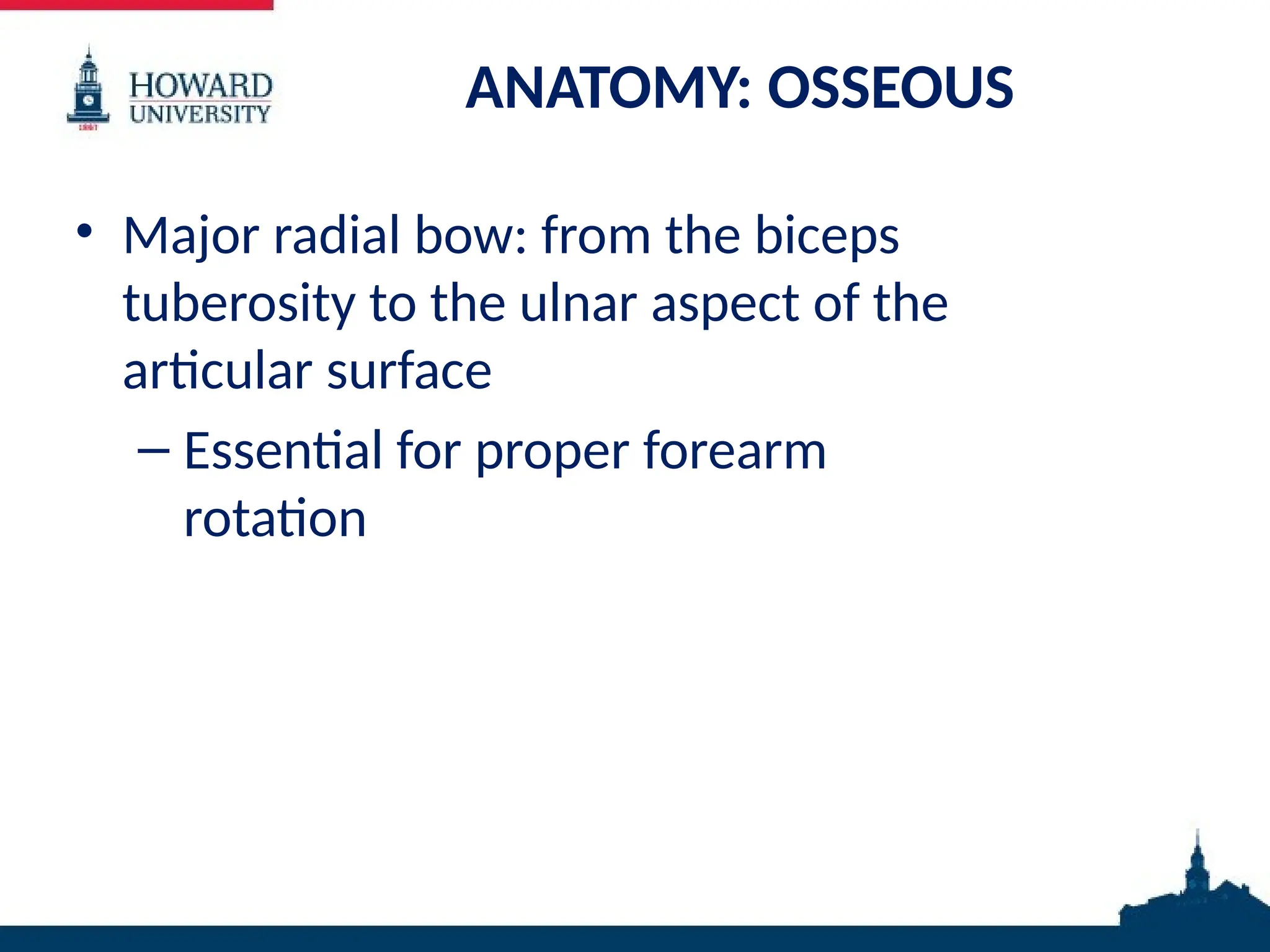 ANATOMY: OSSEOUS
• Major radial bow: from the biceps
tuberosity to the ulnar aspect of the
articular surface
– Essential for proper forearm
rotation
 