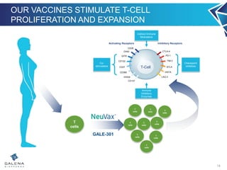 T-Cell
CD28
OX40
GITR
CD122
CD27
CD360
HVEM
CD137
CTLA-4
PD-1
TIM-3
BTLA
VISTA
LAG-3
Activating Receptors Inhibitory Receptors
OUR VACCINES STIMULATE T-CELL
PROLIFERATION AND EXPANSION
14
T
cells
Checkpoint
inhibitors
Indirect Immune
Modulators
Co-
stimulators
Immune
Inhibitory
Enzymes
T
cells
T
cells
T
cells
T
cells
T
cells
T
cells
T
cells
T
cells
T
cells
GALE-301
 
