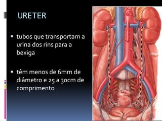 URETER

 tubos que transportam a
  urina dos rins para a
  bexiga

 têm menos de 6mm de
  diâmetro e 25 a 30cm de
  comprimento
 