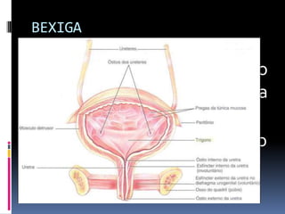 BEXIGA

 reservatório    temporário
  para o armazenamento da
  urina
 órgão muscular oco, elástico
 