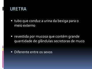 URETRA

 tubo que conduz a urina da bexiga para o
  meio externo

 revestida por mucosa que contém grande
  quantidade de glândulas secretoras de muco

 Diferente entre os sexos
 