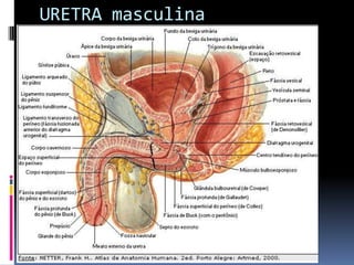 URETRA masculina
 