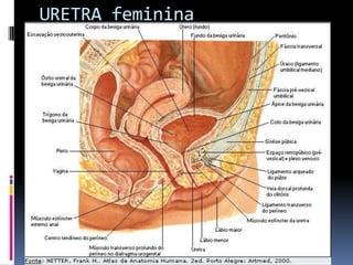 URETRA feminina
 