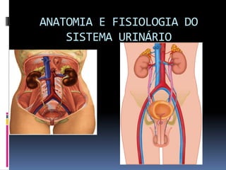 ANATOMIA E FISIOLOGIA DO
    SISTEMA URINÁRIO
 