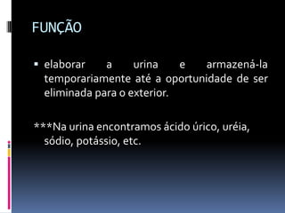 FUNÇÃO

 elaborar    a     urina    e  armazená-la
  temporariamente até a oportunidade de ser
  eliminada para o exterior.

***Na urina encontramos ácido úrico, uréia,
  sódio, potássio, etc.
 
