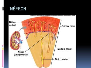 NÉFRON
 