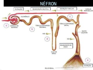 NÉFRON
 