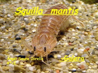 Squilla  mantis -Galera Ángel Saura Corella  4º-E 