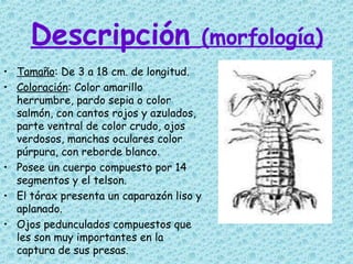Descripción   (morfología) Tamaño : De 3 a 18 cm. de longitud. Coloración : Color amarillo herrumbre, pardo sepia o color salmón, con cantos rojos y azulados, parte ventral de color crudo, ojos verdosos, manchas oculares color púrpura, con reborde blanco . Posee un cuerpo compuesto por 14 segmentos y el telson. El tórax presenta un caparazón liso y aplanado. Ojos pedunculados compuestos que les son muy importantes en la captura de sus presas. 