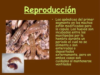 Reproducción Los apéndices del primer segmento en los machos están modificados para la copula. Los huevos son incubados entre los maxilipedos por la hembra durante un periodo el cual no se alimenta o son enterrados o depositados externamente, pero en ambos casos son cuidados al mantenerse ventilados 