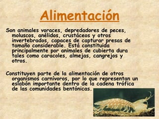 Alimentación Son animales voraces, depredadores de peces, moluscos, anélidos, crustáceos y otros invertebrados, capaces de capturar presas de tamaño considerable. Está constituida principalmente por animales de cubierta dura tales como caracoles, almejas, cangrejos y otros. Constituyen parte de la alimentación de otros organismos carnívoros, por lo que representan un eslabón importante dentro de la cadena trófica de las comunidades bentónicas.  