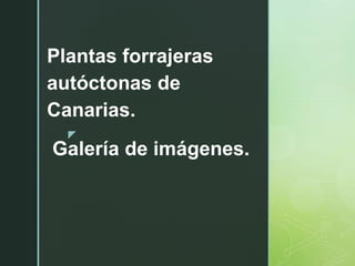 z
Plantas forrajeras
autóctonas de
Canarias.
Galería de imágenes.
 