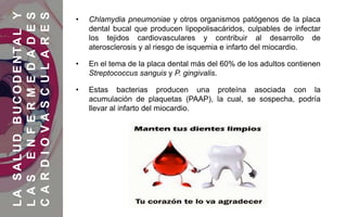 • Chlamydia pneumoniae y otros organismos patógenos de la placa
dental bucal que producen lipopolisacáridos, culpables de infectar
los tejidos cardiovasculares y contribuir al desarrollo de
aterosclerosis y al riesgo de isquemia e infarto del miocardio.
• En el tema de la placa dental más del 60% de los adultos contienen
Streptococcus sanguis y P. gingivalis.
• Estas bacterias producen una proteína asociada con la
acumulación de plaquetas (PAAP), la cual, se sospecha, podría
llevar al infarto del miocardio.
LASALUDBUCODENTALY
LASENFERMEDADES
CARDIOVASCULARES
 