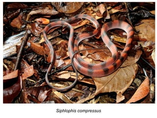 Siphlophis compressus ©  WWF-Brasil / Adriano Gambarini  