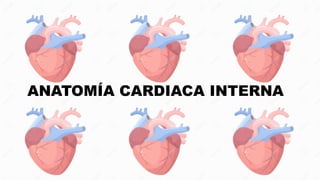ANATOMÍA CARDIACA INTERNA
 