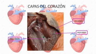 CAPAS DEL CORAZÓN
EPICARDIO
MIOCARDIO
ENDOCARDIO
 