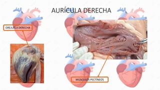 AURÍCULA DERECHA
OREJUELA DERECHA
MÚSCULOS PECTÍNEOS
 