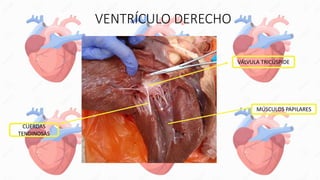 VENTRÍCULO DERECHO
VÁLVULA TRICÚSPIDE
MÚSCULOS PAPILARES
CUERDAS
TENDINOSAS
 