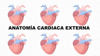 ANATOMÍA CARDIACA EXTERNA
 