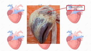 AURÍCULA DERECHA
(AD)
 