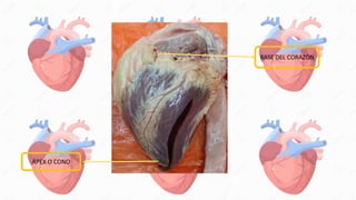 BASE DEL CORAZÓN
ÁPEX O CONO
 