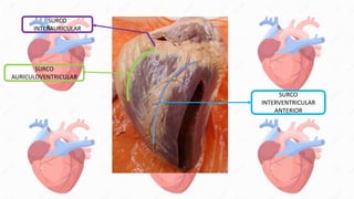 SURCO
INTERVENTRICULAR
ANTERIOR
SURCO
AURICULOVENTRICULAR
SURCO
INTERAURICULAR
 