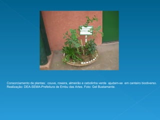 Consorciamento de plantas:  couve, roseira, almeirão e cebolinha verde  ajudam-se  em canteiro biodiverso. Realização: DEA-SEMA-Prefeitura de Embu das Artes. Foto: Gel Bustamante. 