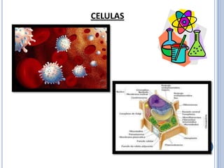 CELULAS
 