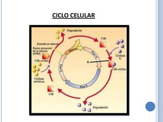 CICLO CELULAR
 