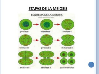 ETAPAS DE LA MEIOSIS
 