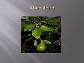 Abacateiro  