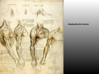 Anatomia do tronco   