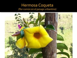 Hermosa Coqueta (flor común en el paisaje uribantino)