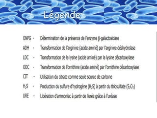 Identification  des bactéries "Galerie biohimique "API"