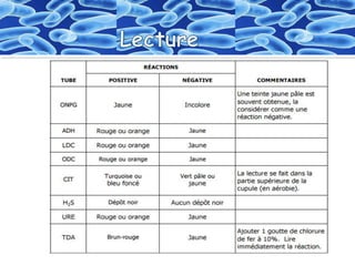 Identification  des bactéries "Galerie biohimique "API"