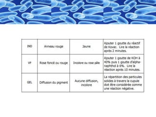 Identification  des bactéries "Galerie biohimique "API"