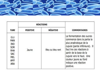 Identification  des bactéries "Galerie biohimique "API"