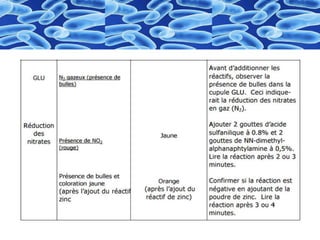 Identification  des bactéries "Galerie biohimique "API"