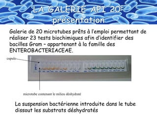 Galerie de 20 microtubes prêts à l’emploi permettant de
réaliser 23 tests biochimiques afin d’identifier des
bacilles Gram – appartenant à la famille des
ENTEROBACTERIACEAE.
cupule
microtube contenant le milieu déshydraté
La suspension bactérienne introduite dans le tube
dissout les substrats déshydratés
 