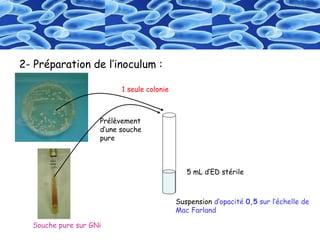 2- Préparation de l’inoculum :
1 seule colonie
Prélèvement
d’une souche
pure
5 mL d’ED stérile
Suspension d’opacité 0,5 sur l’échelle de
Mac Farland
Souche pure sur GNi
 
