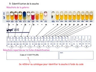 5 2 1 5 7 7 3 5
+ +-
Code n°: 5 215 773 (55)
++
5
5- Identification de la souche
Se référer au catalogue pour identifier la souche à l’aide du code
Résultats de la galerie:
Résultats reportés sur la fiche d’identification
 
