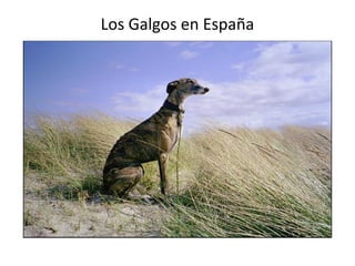 Los Galgos en España
 