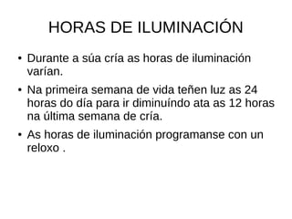 HORAS DE ILUMINACIÓN
● Durante a súa cría as horas de iluminación
varían.
● Na primeira semana de vida teñen luz as 24
horas do día para ir diminuíndo ata as 12 horas
na última semana de cría.
● As horas de iluminación programanse con un
reloxo .
 