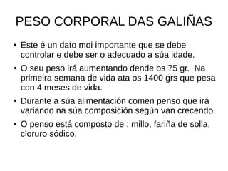 PESO CORPORAL DAS GALIÑAS
● Este é un dato moi importante que se debe
controlar e debe ser o adecuado a súa idade.
● O seu peso irá aumentando dende os 75 gr. Na
primeira semana de vida ata os 1400 grs que pesa
con 4 meses de vida.
● Durante a súa alimentación comen penso que irá
variando na súa composición según van crecendo.
● O penso está composto de : millo, fariña de solla,
cloruro sódico,
 
