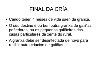 FINAL DA CRÍA
● Cando teñen 4 meses de vida saen da granxa.
● O seu destino é ou ben outra granxa de galiñas
poñedoras, ou os pequenos galiñeiros das
casas particulares da xente do rural.
● A granxa debe ser desinfectada de novo para
recibir outra criación de galiñas
 
