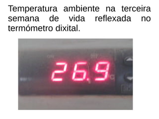 Temperatura ambiente na terceira
semana de vida reflexada no
termómetro dixital.
 