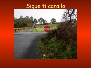 Sigue ti carallo 
