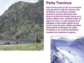 Peña Trevinca Peña Trevinca Sur (2.127 m) es el punto más elevado no sólo de la sierra, sino de Galicia. Las cumbres nevadas durante el invierno alimentan entre otros el río San Gil al norte, Xares en el centro y Bibei al sur. También existe un lago en la cima. La vida humana se ha adaptado a este medio alejado de las vías de comunicación. Aldeas perdidas desde donde contemplar los valles encajados, y en sí mismas perfectas muestras de arquitectura popular.   