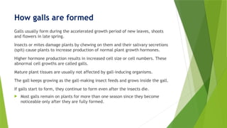 Gall Making Gall 2 ppt ascnhggjklmmnbbbbvcvhhjfdfyjk | PPTX