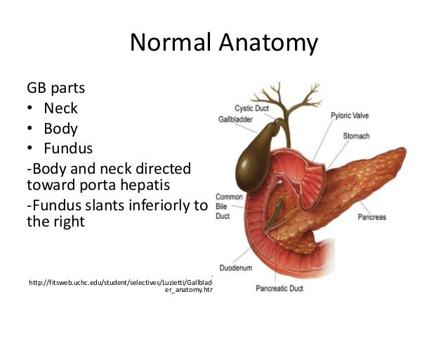 Anatomy Of Gallbladder Pdf